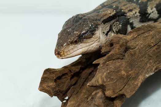 Blue tongued skink on white background (Tiliqua scincoides scincoides)