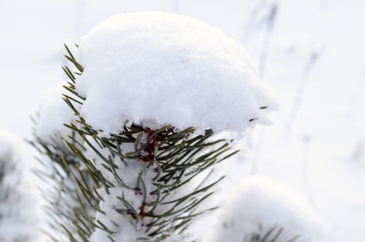 snow and frost covered pine branch tip.