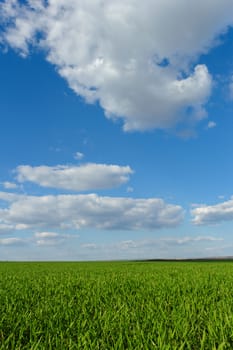 green wheat field under the blue cloudy sky