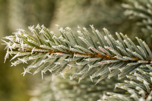 rime or hoarfrost on a silver pine branch