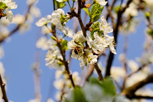 blossom tree with a bee pollination