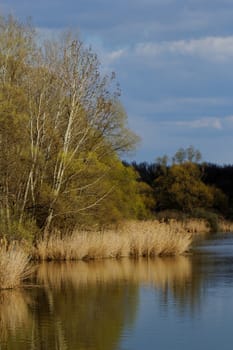 reedy lakeside with trees and cloudy sky