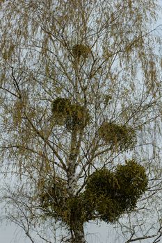 mistletoe on the tree