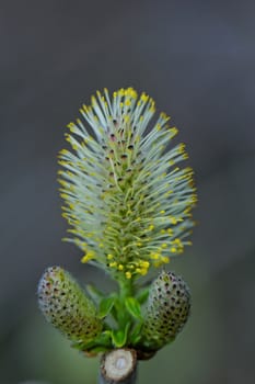catkins flower macro