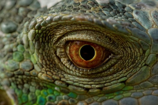 macro of a fantastic green iguana eye