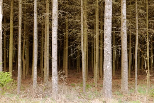 dense pine forest