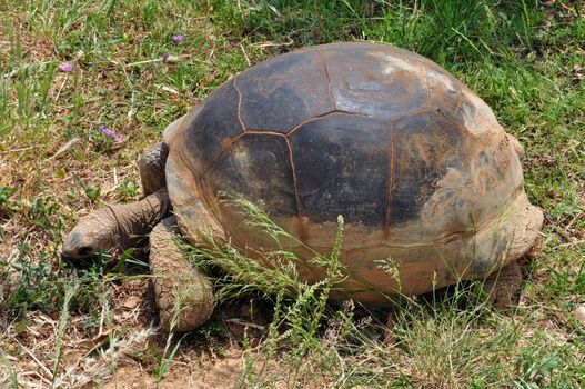 Aldabra giant tortoise feeding on grass. Reptile animal.