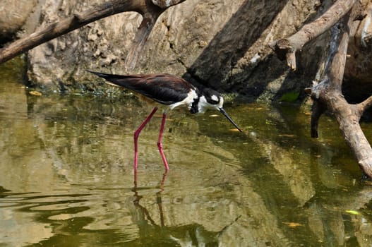 Black-necked stilt shorebird picking for small invertebrates in shallow water.