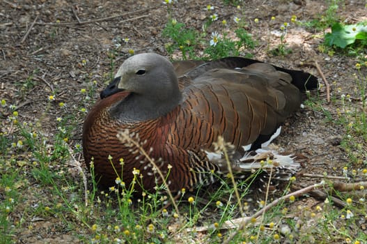 Ashy-headed goose resting among flowers. Animal in natural environment.