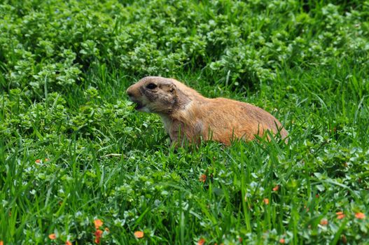 Prairie dog making a barking sound. Rodent animal among grass.