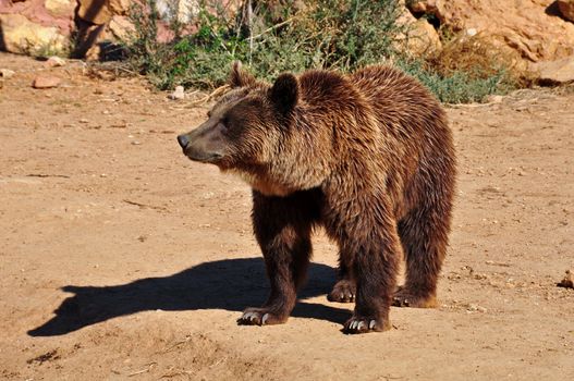 Brown bear. Wild mammal animal in natural environment.