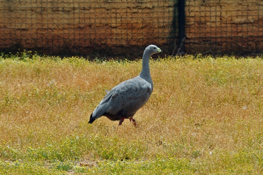 Cereopsis goose among blooming flowers. Animal in natural environment.