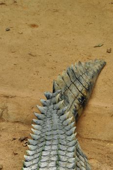Nile crocodile tail closeup. Wild reptile animal skin abstract background.