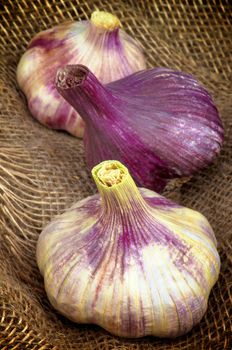 Three Perfect Pink Garlic closeup on Burlap background