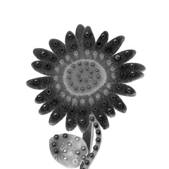 Electric sideshow daisy flower display with flashing lights. Black and white.