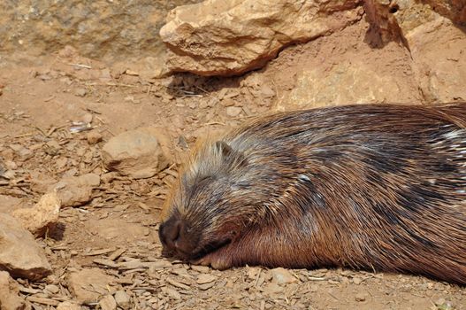 Indian crested porcupine resting on a hot sunny day. Sleeping animal.