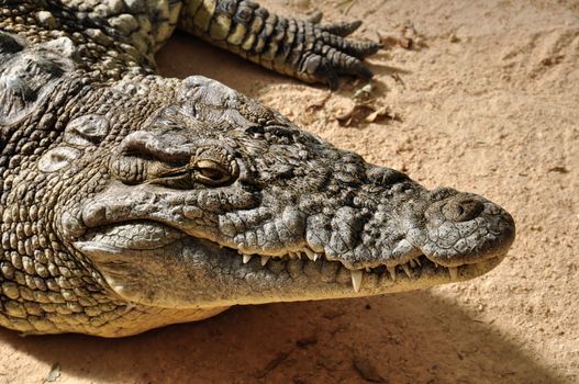 Nile crocodile closeup. Large reptile wild animal background.