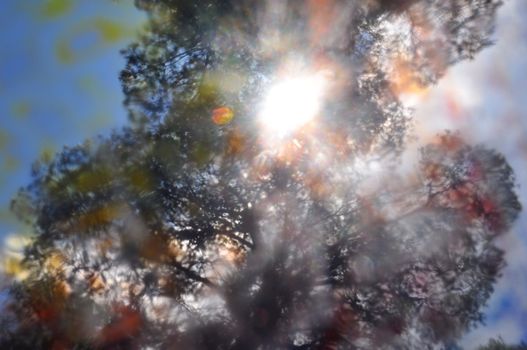 Sunlight through tree branches silhouette colorful paint stained glass blur distortion.