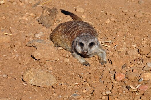 Meerkat suricate closeup of small mammal animal.