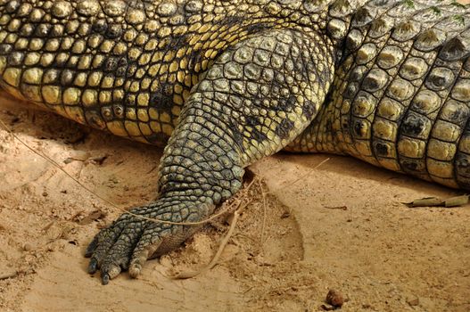 Nile crocodile claws and skin detail of large reptile. Wild animal.