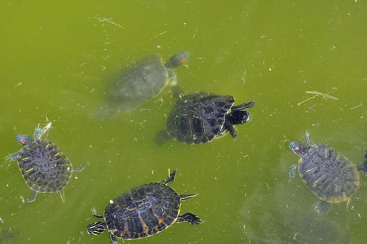 Red-eared slider aquatic turtles swimming in a pond.