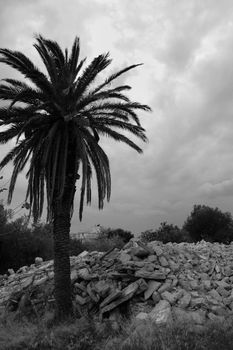 Palm tree and pile of rubble. Demolished house ruins black and white.