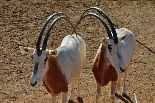 Two scimitar horned oryx antelopes. Mammal animal extinct in the wild.