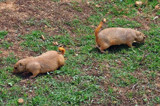 Prairie dog rodents feeding on grass. Animals in natural environment.