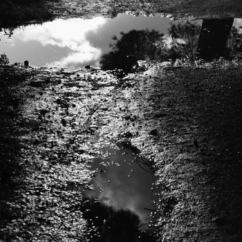 Puddles of water with tree reflections sunlight on muddy ground after the rain. Black and white.