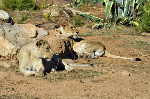 Two lionesses resting. Southwest African lions wild animals.