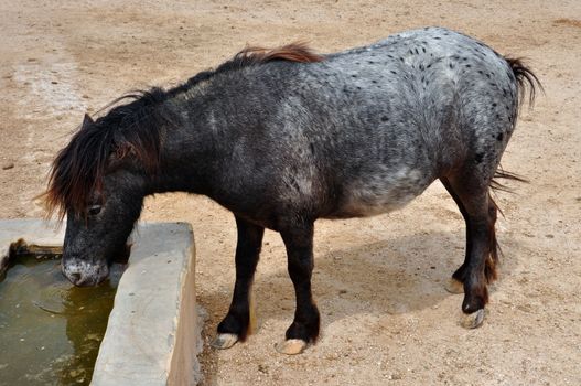 Skyrian wild pony horse. Animal drinking water.