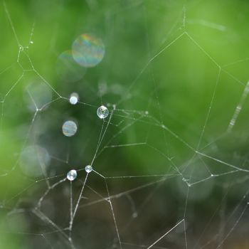 Spider web and rain drops macro. Abstract nature background.