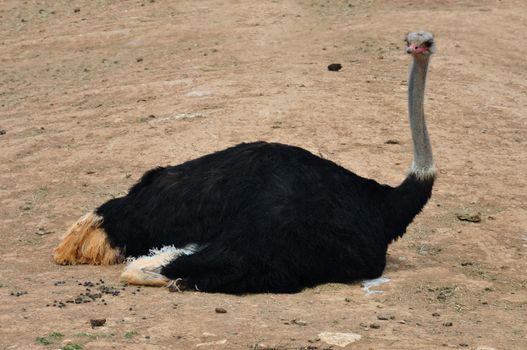 African wild ostrich sitting on the ground. Large flightless bird animal background.
