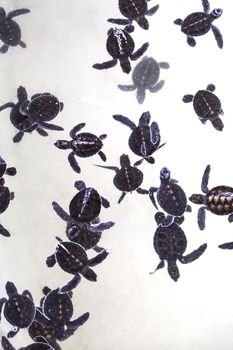 A group of baby sea turtles in sanctuary.