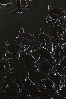 A group of baby sea turtle in conservation. 