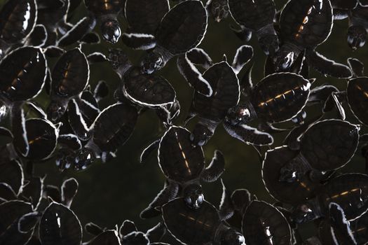 A group of baby sea turtles swimming in a sanctuary.