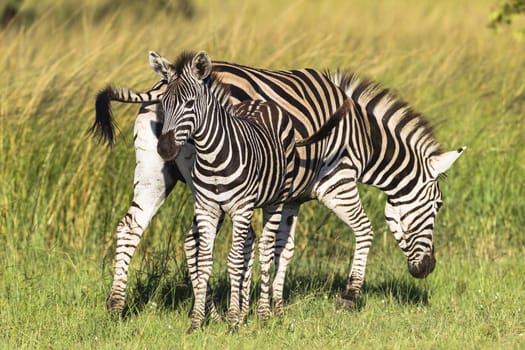 Zebra and calf in green grass  alert for predators late afternoon colors.