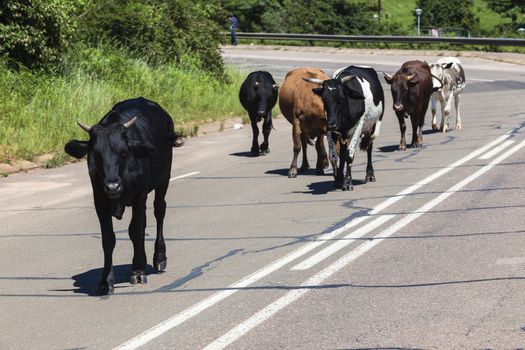 Cattle animals walking down valley road