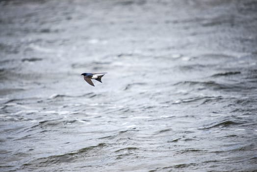 The image of the flying Common House Martin is shot in Dusa which is a recreational area just outside Halden, Norway