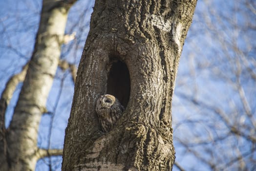 The image is shot in a older preserved deciduous forest  in Halden, Norway called Refne. The owl sits in a hole in the tree and have an overview of most of the forest. The image was shot one day in April 2013.