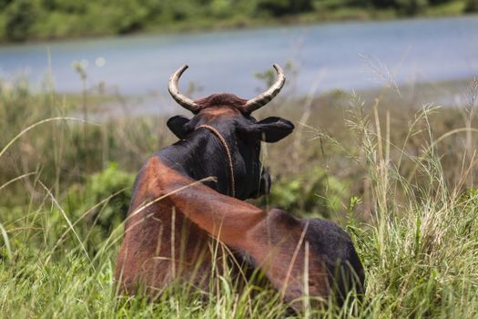 Cow farm animal seated in green grass looking at dam lake waters.