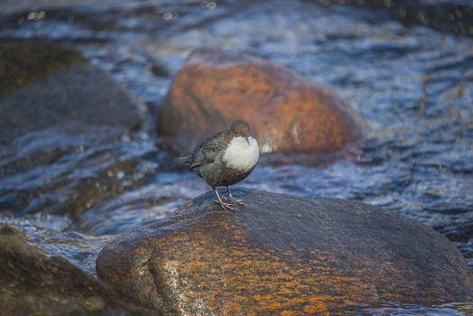 The picture is shot by Porsnes in the Tista River in Halden, Norway, one day in April 2013.