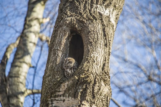 The image is shot in a older preserved deciduous forest  in Halden, Norway called Refne. The owl sits in a hole in the tree and have an overview of most of the forest. The image was shot one day in April 2013.