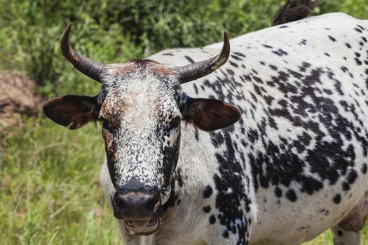 Local cow animal black and white skin hide spotted called Inkunzi cow.