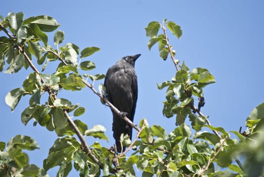 the western jackdaw (corvus monedula), sometimes known as the eurasian jackdaw, european jackdaw or simply jackdaw, is a passerine bird in the crow family, found across europe, western asia and north africa, it is mostly resident, although northern and eastern populations migrate south in winter, image is shot in the garden of red mansion in halden, norway.