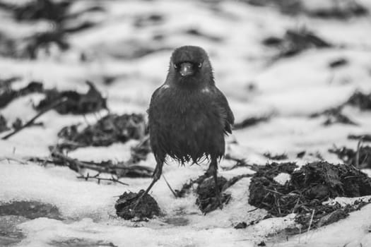 there is a teeming bird life at the tista river in Halden, the picture is shot one day in february 2013 and shows a jackdaw looking for food