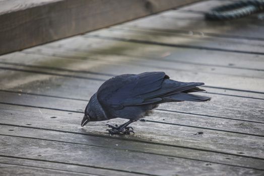 the western jackdaw (corvus monedula), sometimes known as the eurasian jackdaw, european jackdaw or simply jackdaw, is a passerine bird in the crow family, the image is shot at the tista river in Halden december 2012
