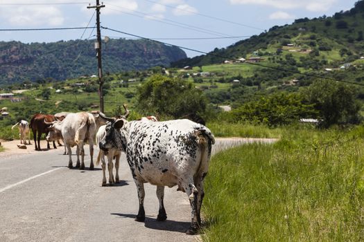 Cattle animals walking down valley road dangerous for cars.