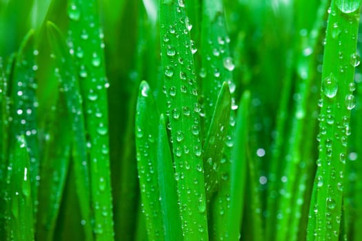 Photo of Green grass with dew closeup