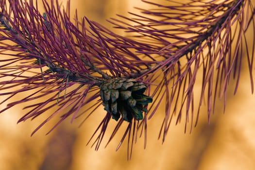 pine cone, on pine branch